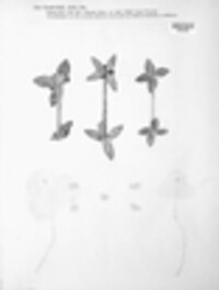 Puccinia punctata image